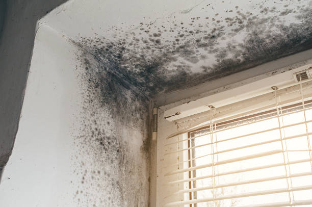Affordable Mold Removal solutions in Lexington, TN