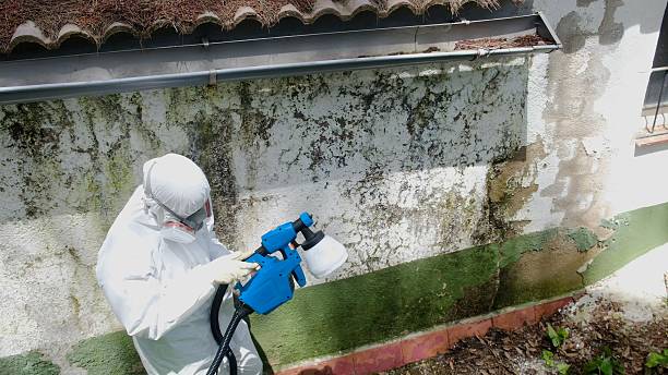 Top rated local Mold Removal specialists in Lexington, TN